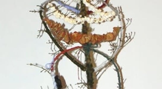 Survakari
