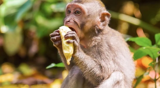 Take a Monkey to Lunch Day