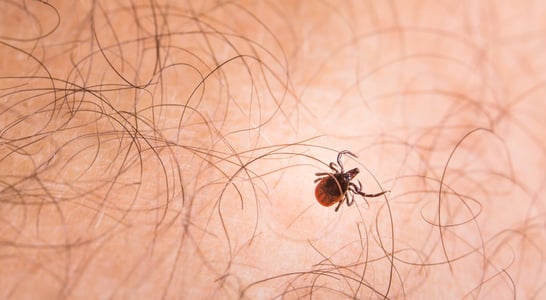 Tick Bite Prevention Week