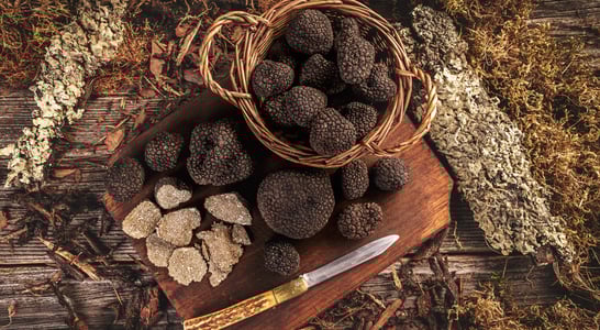 Truffle Days in Croatia