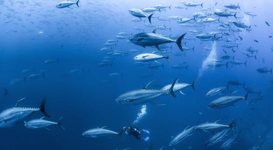 Tuna Rights Day