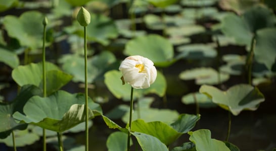 White Lotus Day