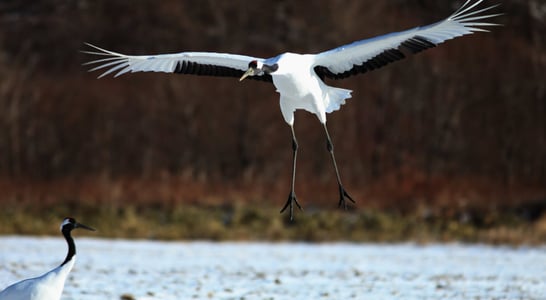 Whooping Crane Day