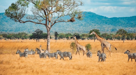 International Wildlife Film Week