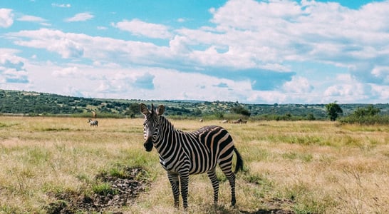 National Wildlife Week