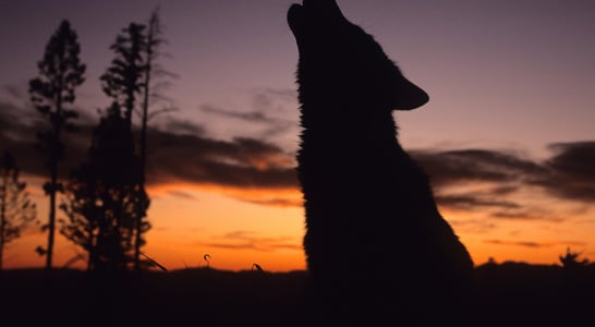 Wolfenoot
