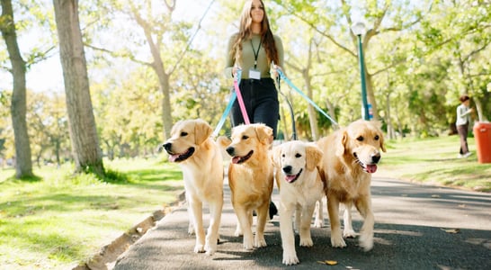 National Dog Walker Appreciation Day