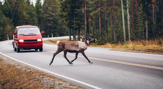 World Animal Road Accident Awareness Day