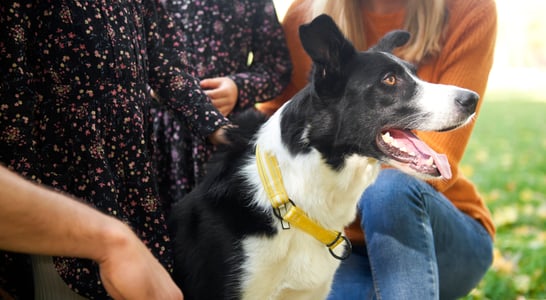 World Collie Day