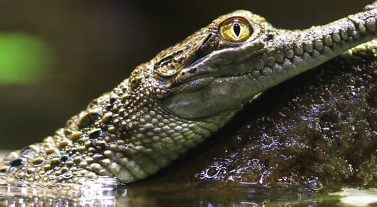 World Croc Day