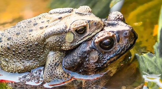 World Frog Day