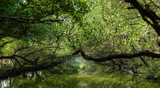 World Mangrove Day