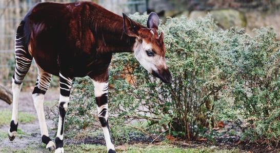 World Okapi Day