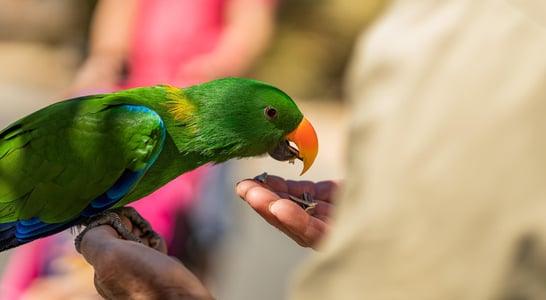 World Parrot Day