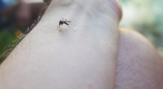 World Pest Day