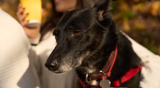 World Pet Memorial Day