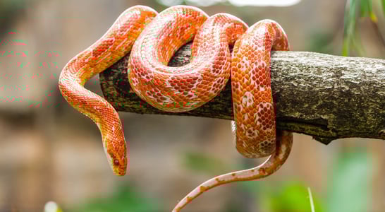 World Snake Day