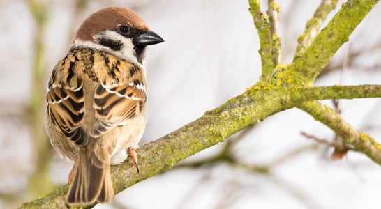 World Sparrow Day