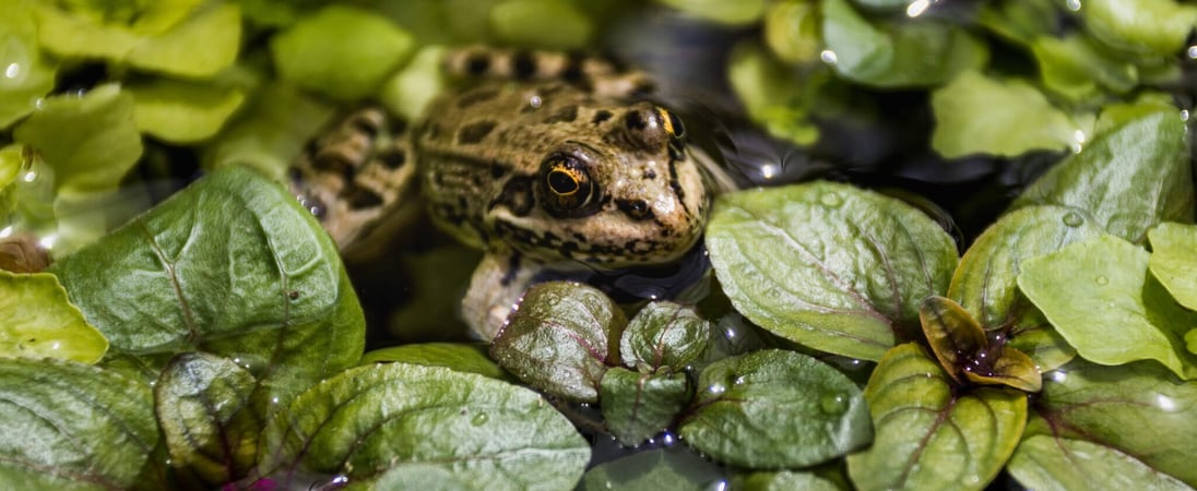 American Frog Day