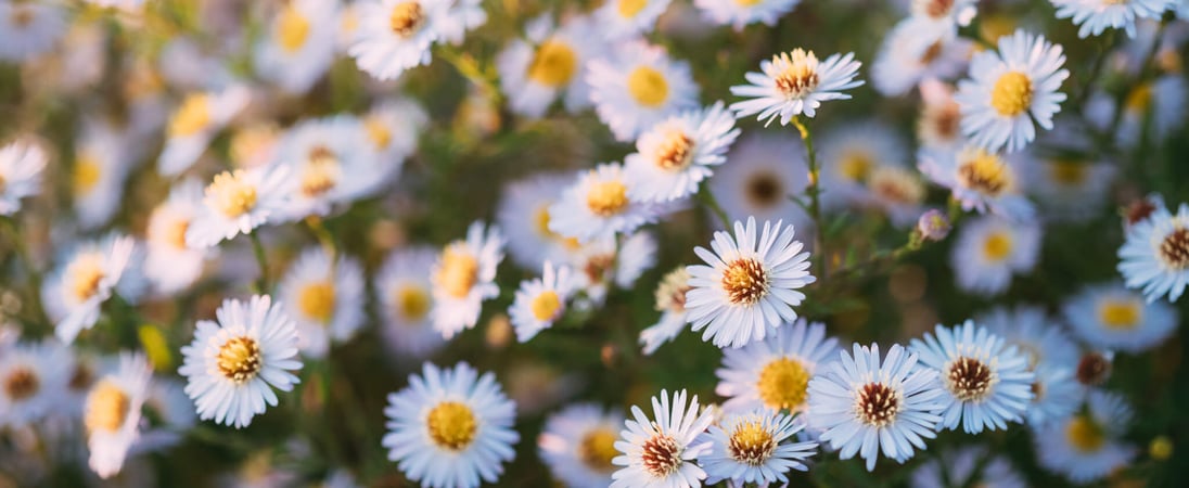 Perennial Gardening Month