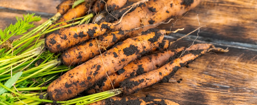British Carrot Awareness Day