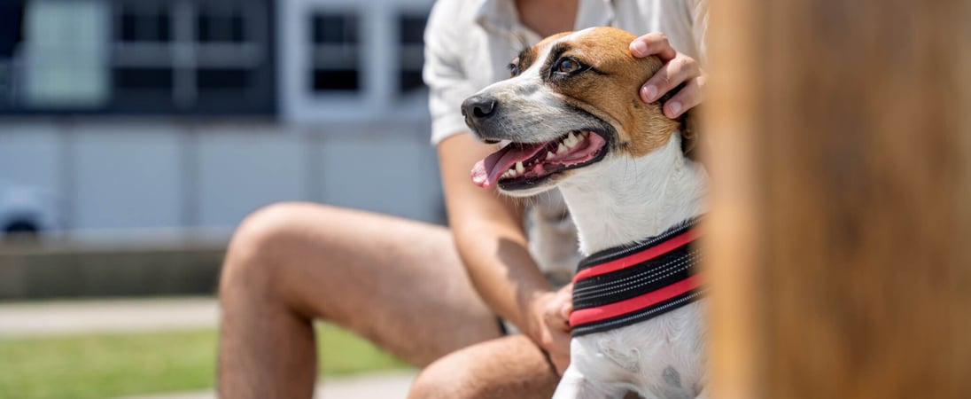 Canine Companion Day