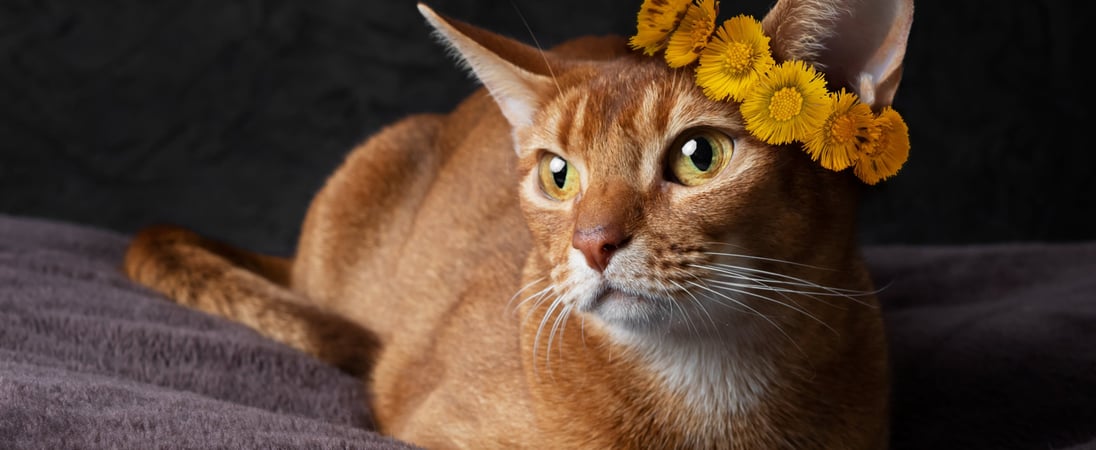 Cat World Domination Day