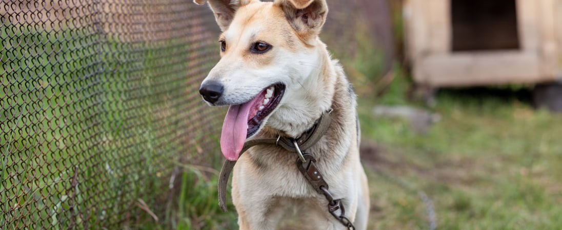 Celebrate Shelter Pets Day