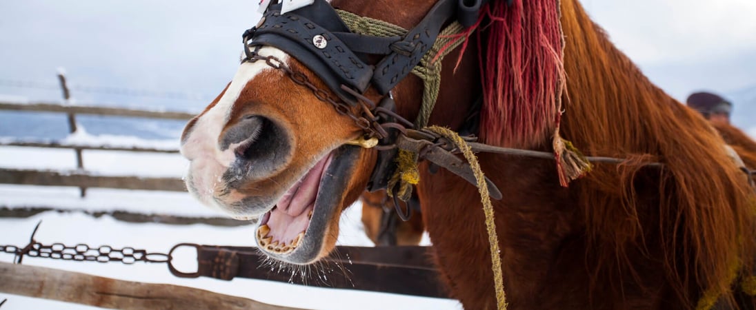 Celebration of the Horse Day