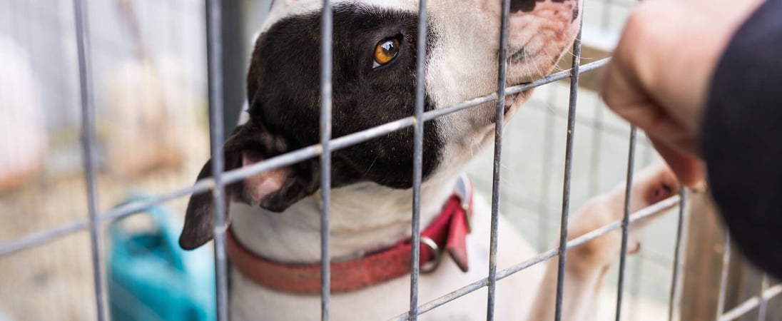 Change a Pet’s Life Day