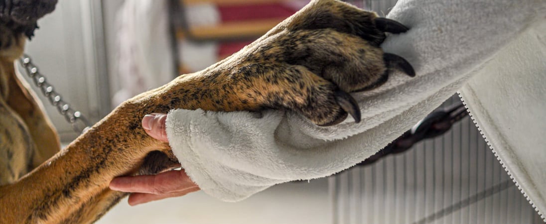 National Animal Shelter Appreciation Week