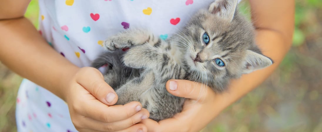 Cuddly Kitten Day