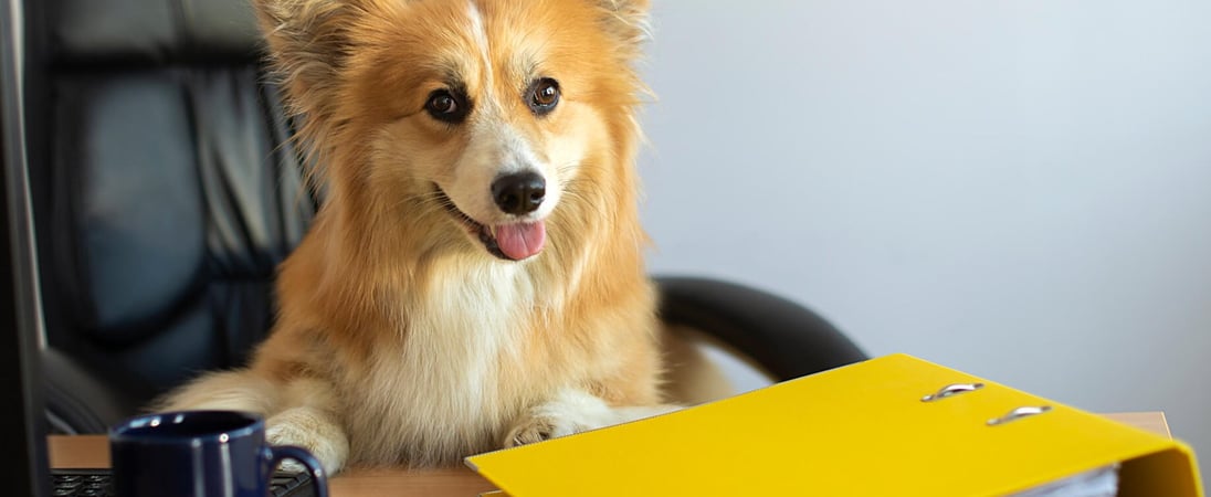 National Work Like A Dog Day