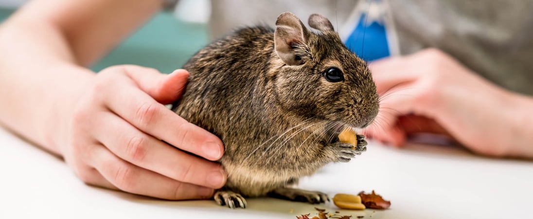Small Pet Rodent Awareness Week