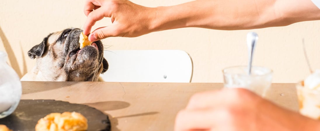 Do Lunch with Your Dog Day