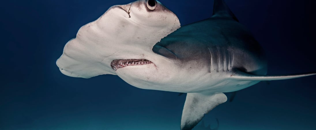 Fintastic Friday