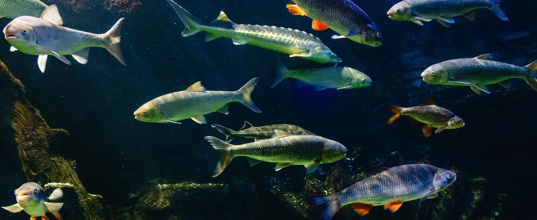 Fish Amnesty Day