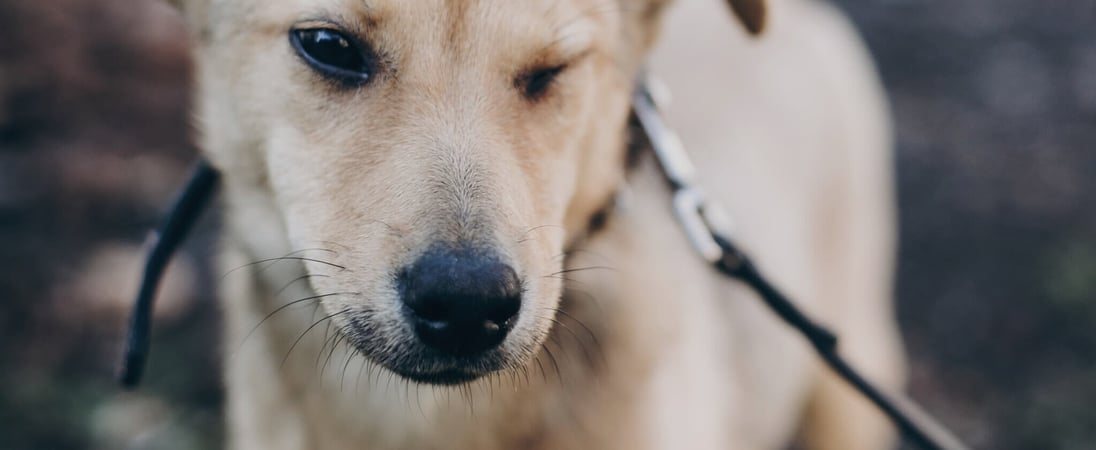 International Blind Dog Day