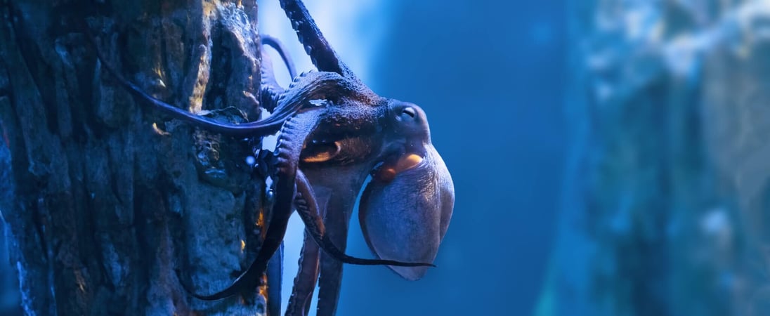 International Cephalopod Awareness Days