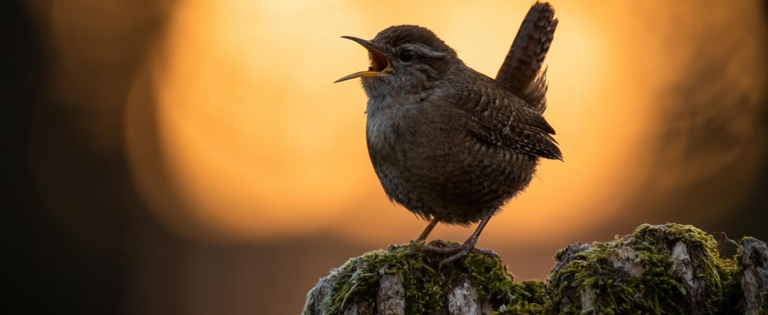 International Dawn Chorus Day