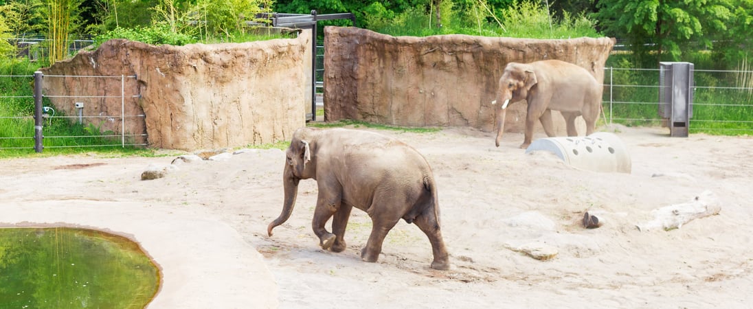 International Day of Action for Elephants in Zoos