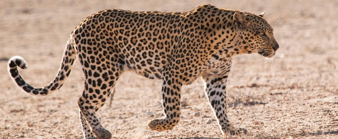 International Day of the Arabian Leopard