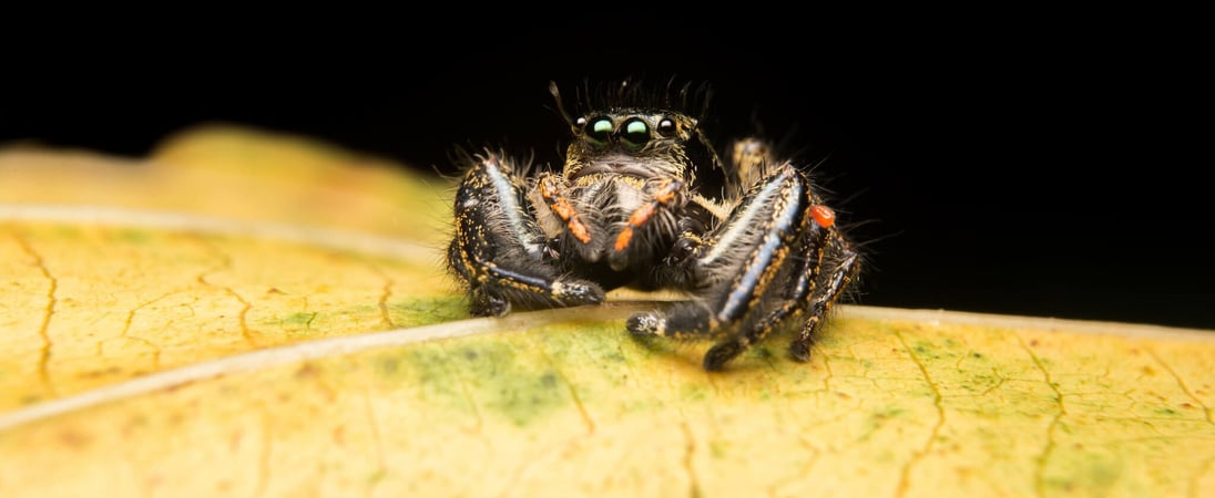 International Jumping Spider Day