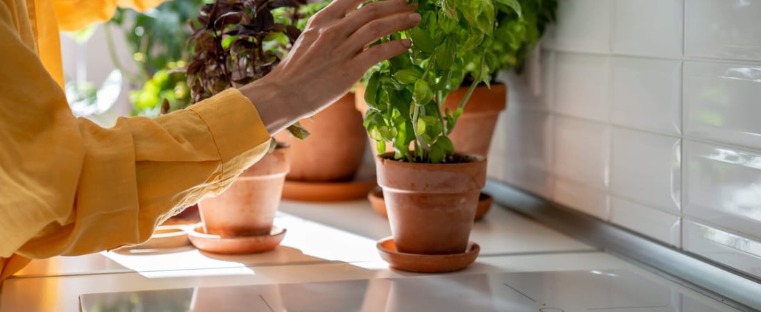 International Plant Appreciation Day