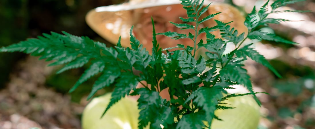 International Ragweed Day