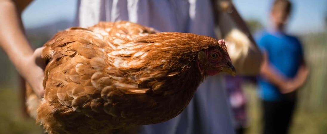 International Respect for Chickens Day