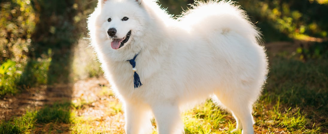 International Samoyed Day
