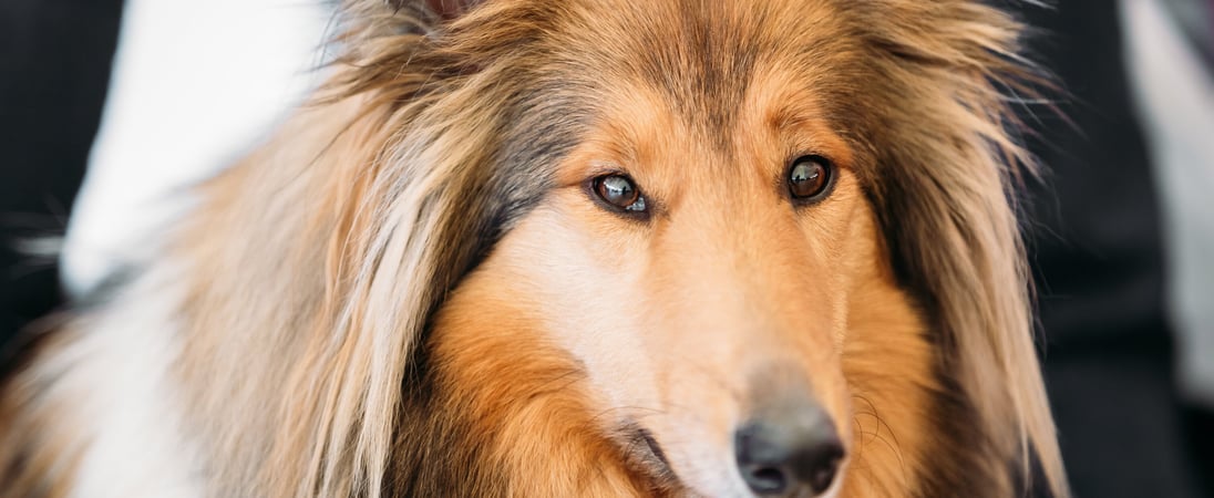 International Sheltie Day