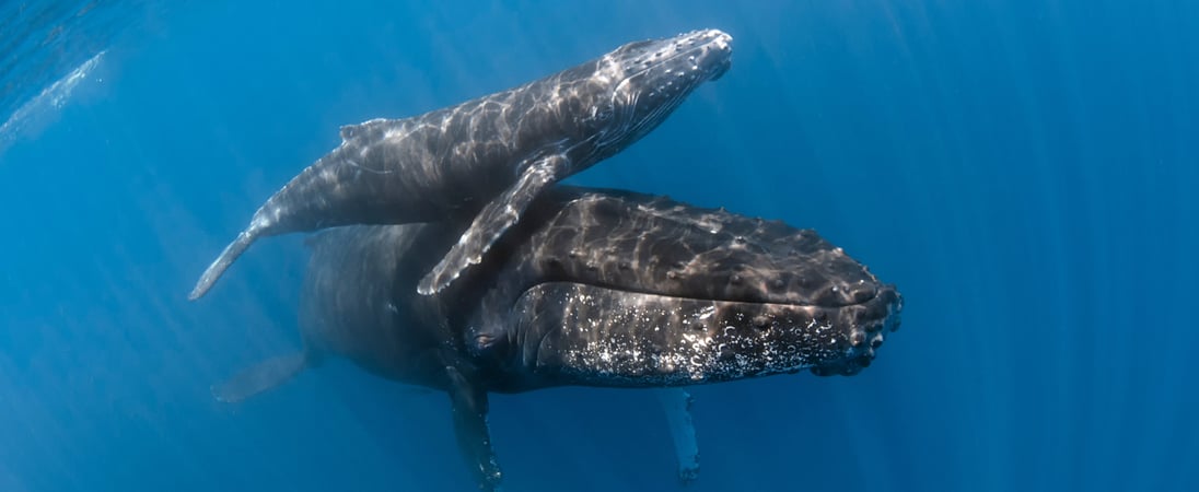 Festival for the Souls of Dead Whales