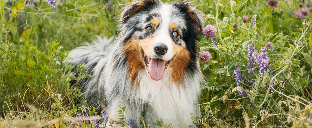 National Australian Shepherd Day